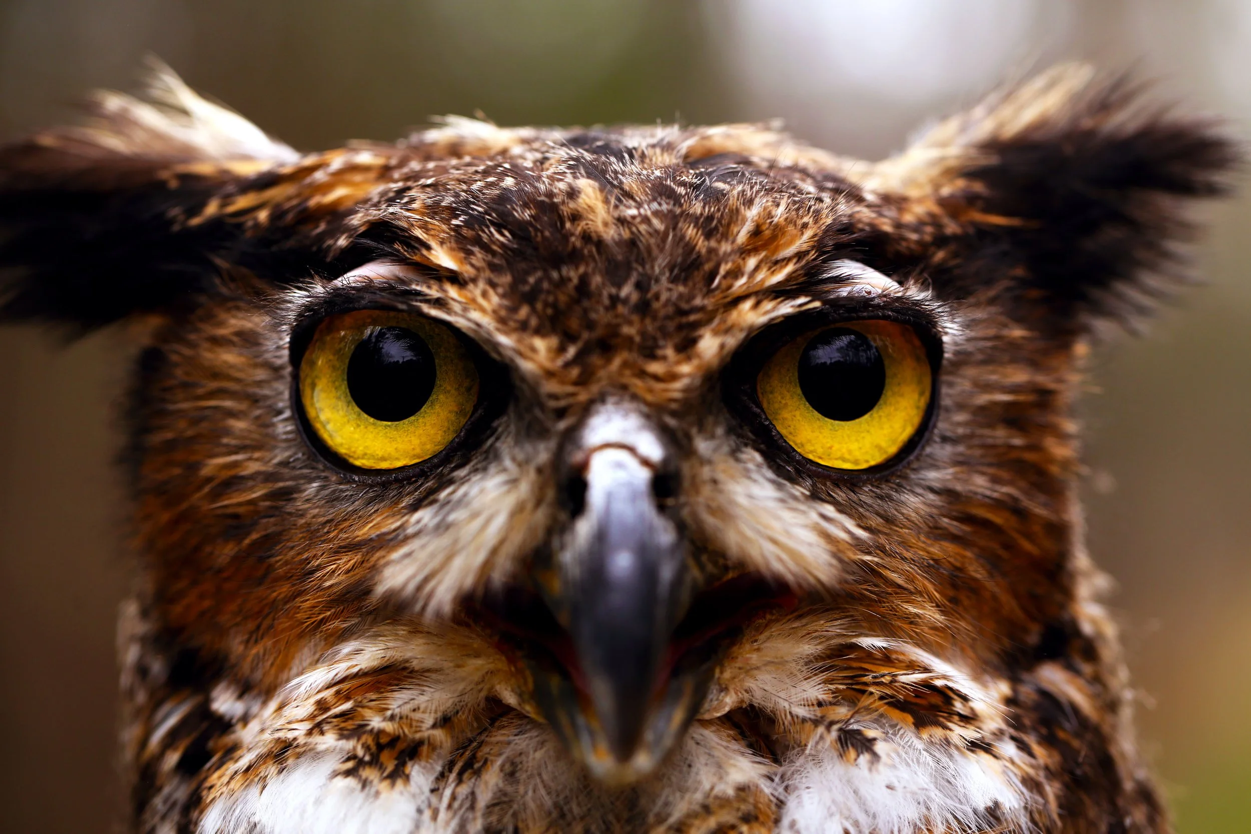Explore the Mysterious World of Owls with PWC! — Piedmont Wildlife